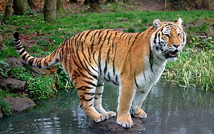 Tiger standing on grey concrete stone